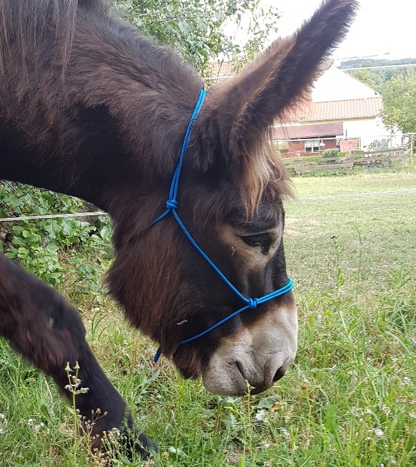Altesse mit Knoti