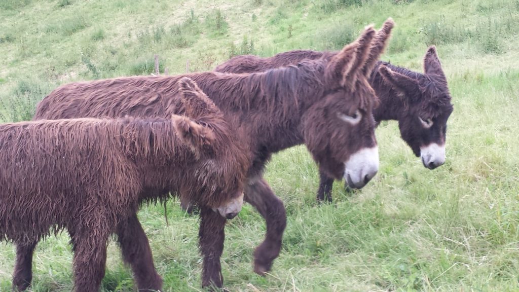 Altesse, Dana und Fionn