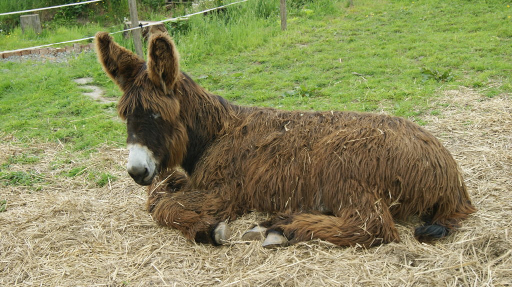 Pelzbär